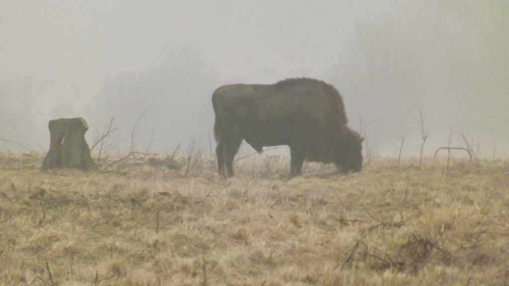 Dwór Na Otulinie Bialowieza Exterior foto