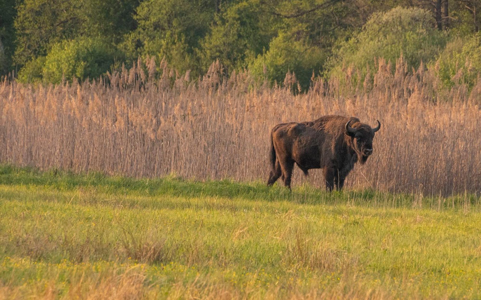 Dwór Na Otulinie Bialowieza Exterior foto